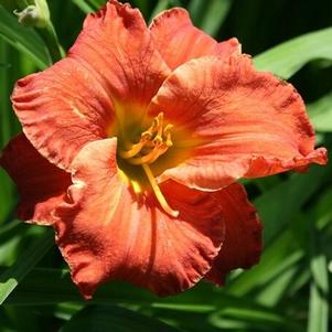 Hemerocallis x 'SPd 06-14' 