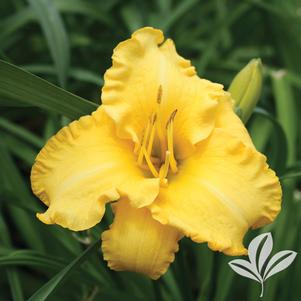 Hemerocallis x 'SPd 06-16' 