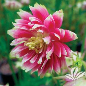 Aquilegia vulgaris 'Nora Barlow' 