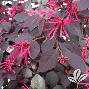 Loropetalum chinense var. rubrum 'Cherry Blast' 