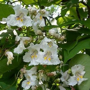 Catalpa speciosa 