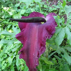 Amorphophallus paeoniifolius 