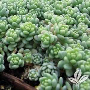 Sedum dasphyllum 'Major' 