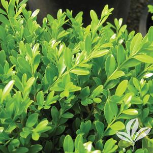 Buxus microphylla 'Grebor' 