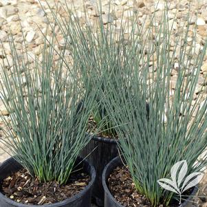 Juncus tenuis 'Blue Dart' 