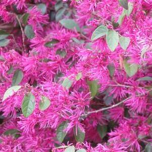 Loropetalum chinense var. rubrum 'Zhuzhou Fuchsia' 