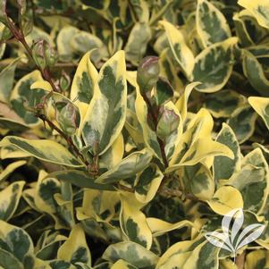 Ligustrum sinensis 'Variegata' 