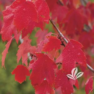 Acer rubrum 'Sun Valley' 