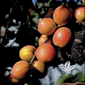 Prunus armeniaca 'Wenatchee Moorpark' 