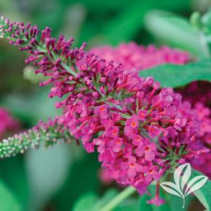 Buddleia 'Miss Ruby' 