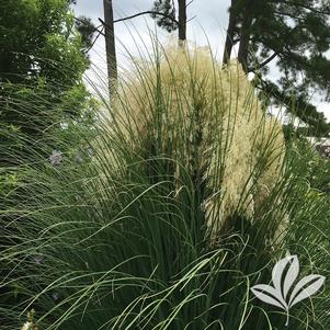 Cortaderia selloana 'Pumila' 