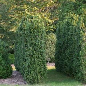 Buxus sempervirens 'Graham Blandy' 