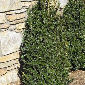 Buxus sempervirens 'Fastigiata' 