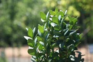 Buxus sempervirens 'Dee Runk' 