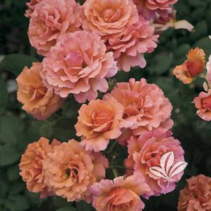 Rosa 'HARpageant' 