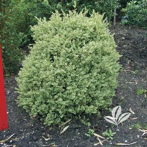 Buxus sempervirens 'Elegantissima' 