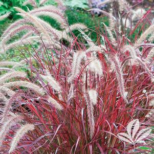 Pennisetum setaceum rubrum 'Fireworks' 