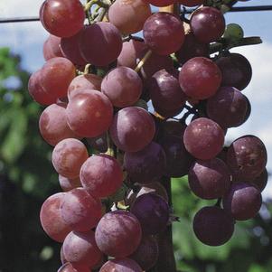 Vitis vinifera 'Flame Red' 