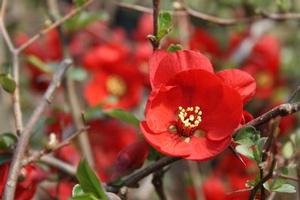 Chaenomeles x superba 'Crimson & Gold' 