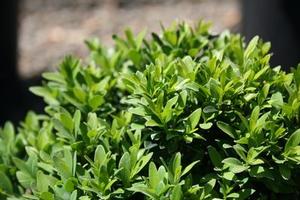 Buxus sinica var. insularis 'Justin Brouwers' 