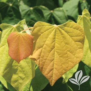 Cercis canadensis 'JN2' 