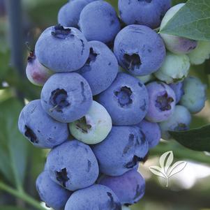 Vaccinium 'Top Hat' 