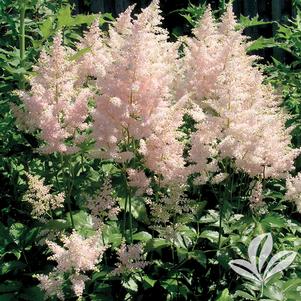Astilbe arendsii 'Erica' 