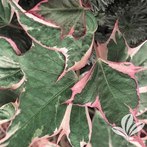 Ipomoea batatas 'Tricolor' 