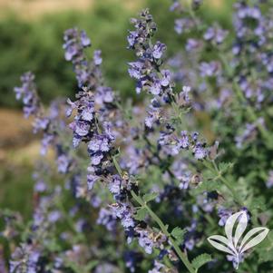 Nepeta x faassenii 'Walker's Low' 