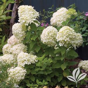 Hydrangea paniculata 'Jane' 