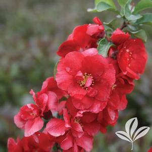Chaenomeles speciosa 'Scarlet Storm' 