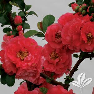 Chaenomeles speciosa 'Pink Storm' 