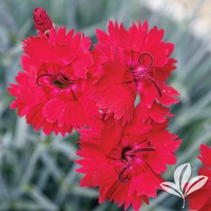 Dianthus 'Devon Xera' 