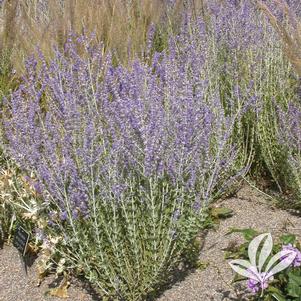 Perovskia atriplicifolia 'Little Spire' 