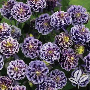 Aquilegia 'Winky Double Dark Blue & White' 
