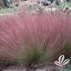 Muhlenbergia capillaris 'Pink Flamingos' 