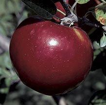 Malus 'Cortland' 