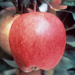 Malus 'McLemore' 