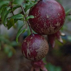Punica granatum 'PIIPG-1' 