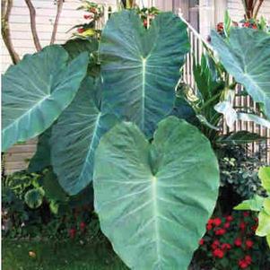 Colocasia esculenta 'Jack's Giant' 