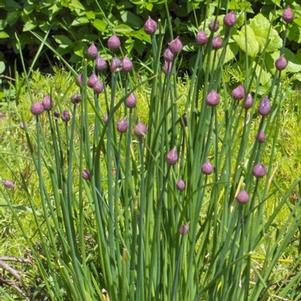 Allium schoenoprasum 