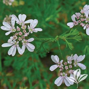 Coriandrum sativum 