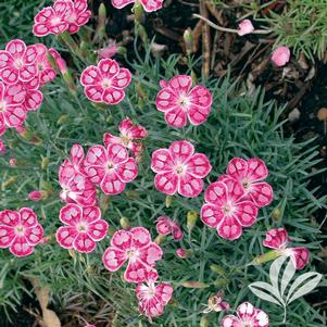 Dianthus gratianopolitanus 'Spotti' 