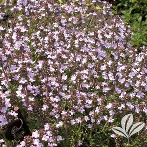 Thymus vulgaris 