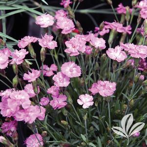 Dianthus gratianopolitanus 'Tiny Rubies' 