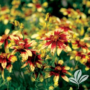 Coreopsis verticillata 'Route 66' 