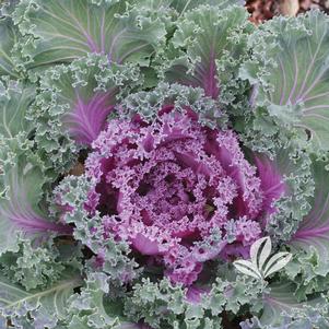 Brassica oleracea 'Nagoya Red' 