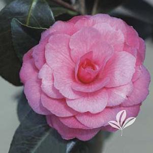 Camellia japonica 'April Kiss' 
