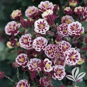 Aquilegia 'Winky Double Red & White' 