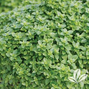 Ocimum basilicum 'Minette' 